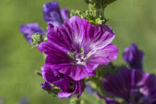 Common mallow (Malva sylvestris), flower, North Rhine-Westphalia, Germany