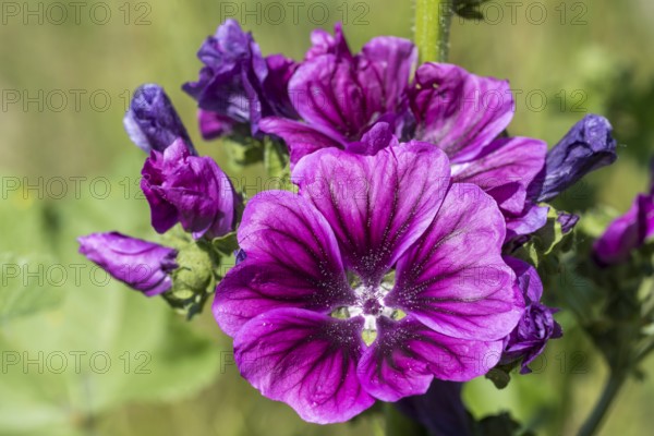 Common mallow (Malva sylvestris), flower, North Rhine-Westphalia, Germany