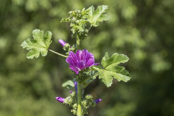 Common mallow (Malva sylvestris) with flowers, North Rhine-Westphalia, Germany