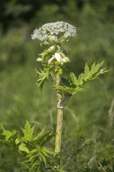 Giant hogweed (Heracleum mantegazzianum), Herculean perennial, flowering, North Rhine-Westphalia, Germany