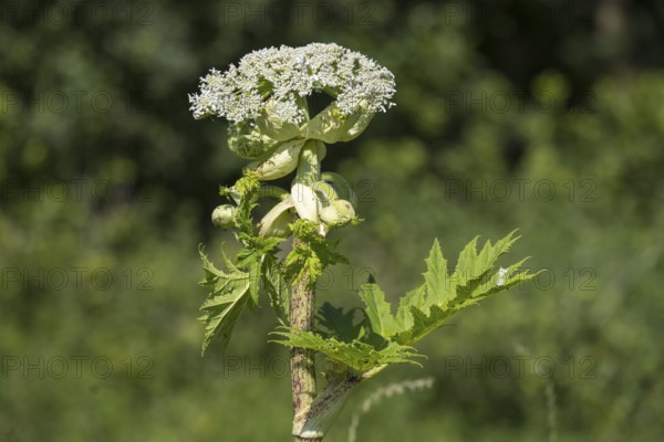 Giant hogweed (Heracleum mantegazzianum), Herculean perennial, flowering, North Rhine-Westphalia, Germany
