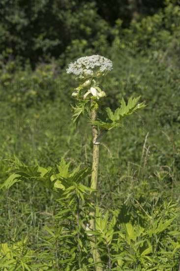Giant hogweed (Heracleum mantegazzianum), Herculean perennial, flowering, North Rhine-Westphalia, Germany