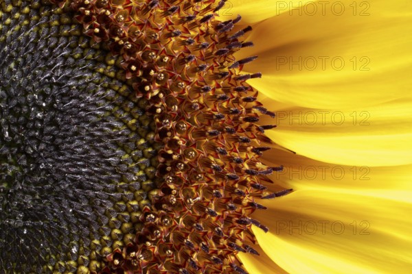 Full frame macro shot of a sunflower