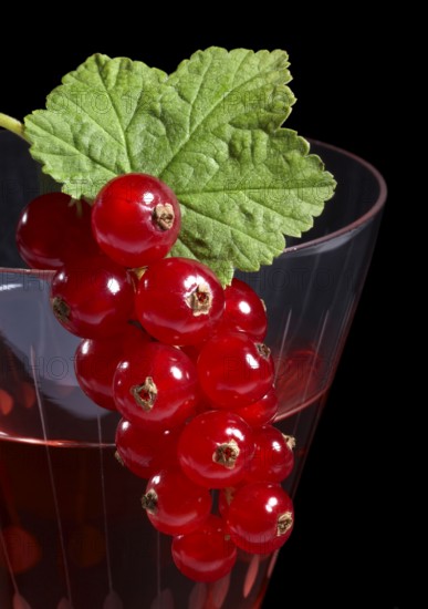 Redcurrant berries as decoration on a cocktail glass in front of black back