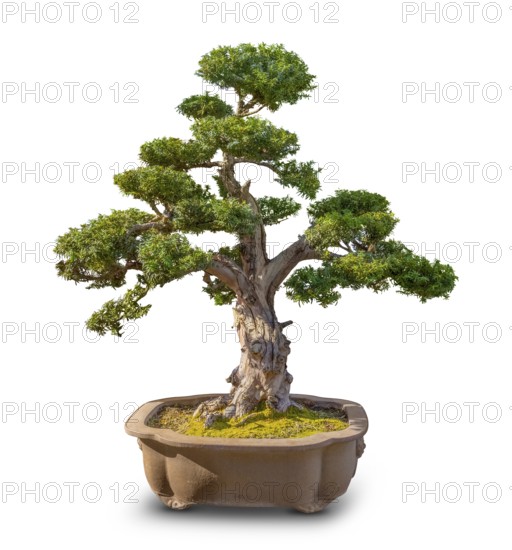 Bonsai tree in white back with shadow