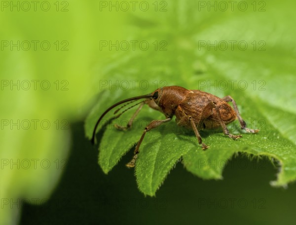 Sideways shot of a acorn weevil resting on a green leaf