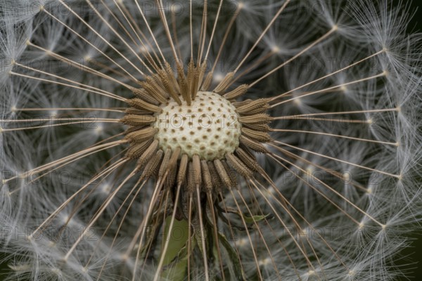 Macro shot of remaining attached dandelion seeds on partly bald flower head