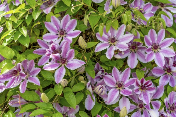 Full frame showing a bicolor white and pink flowering clematis plant