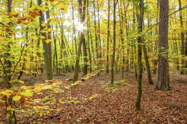Colorful sunny autumn forest scenery seen around Hardheim, a municipality in the district of Neckar-Odenwald-Kreis in Baden-Wuerttemberg, Germany