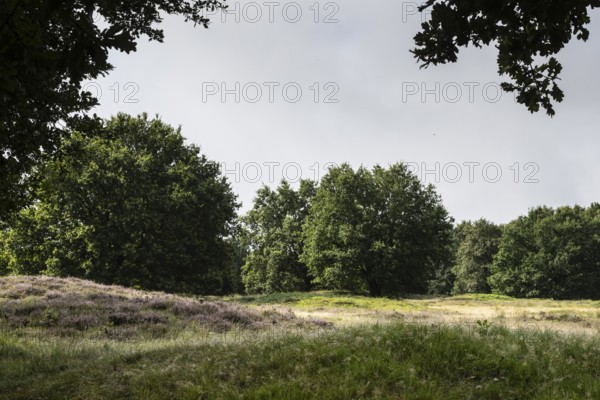 Mansenberge barrow cemetery, woodland with old English oaks (Quercus robur), Emsland, Lower Saxony, Germany