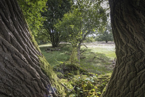 Mansenberge barrow cemetery, woodland with old English oaks (Quercus robur), Emsland, Lower Saxony, Germany