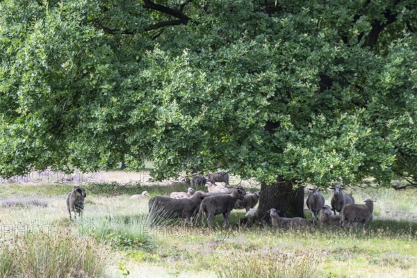 Bentheimer Landschafe (Ovis gmelini) in the burial mound Mansenberge, woodland with old English oaks (Quercus robur), Emsland, Lower Saxony, Germany