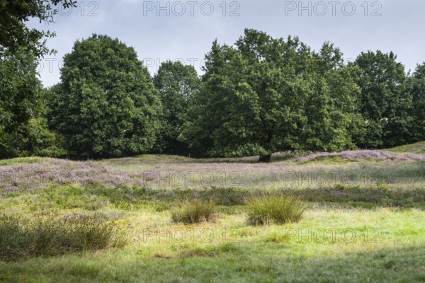 Mansenberge barrow cemetery, woodland with old English oaks (Quercus robur), Emsland, Lower Saxony, Germany