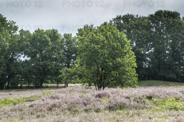 Mansenberge barrow cemetery, woodland with old English oaks (Quercus robur), Emsland, Lower Saxony, Germany