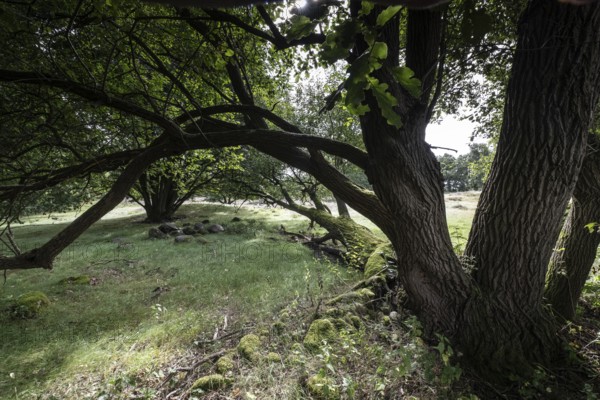 Mansenberge barrow cemetery, woodland with old English oaks (Quercus robur), Emsland, Lower Saxony, Germany