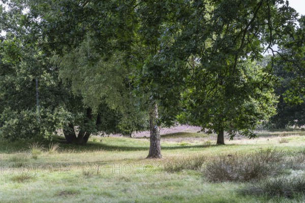 Mansenberge barrow cemetery, woodland with old English oaks (Quercus robur), Emsland, Lower Saxony, Germany
