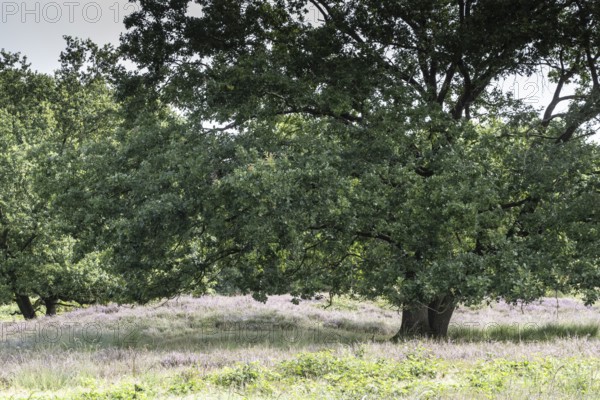 Mansenberge barrow cemetery, woodland with old English oaks (Quercus robur), Emsland, Lower Saxony, Germany