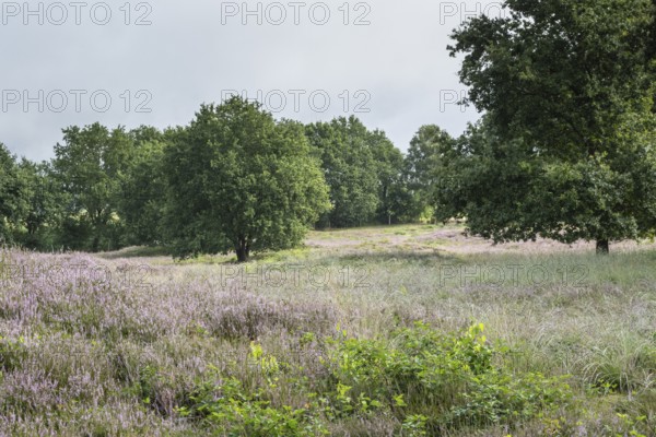 Mansenberge barrow cemetery, woodland with old English oaks (Quercus robur), Emsland, Lower Saxony, Germany