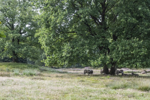 Bentheimer Landschafe (Ovis gmelini) in the burial mound Mansenberge, woodland with old English oaks (Quercus robur), Emsland, Lower Saxony, Germany
