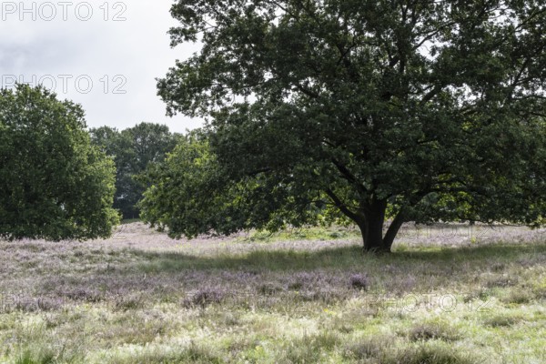 Mansenberge barrow cemetery, woodland with old English oaks (Quercus robur), Emsland, Lower Saxony, Germany