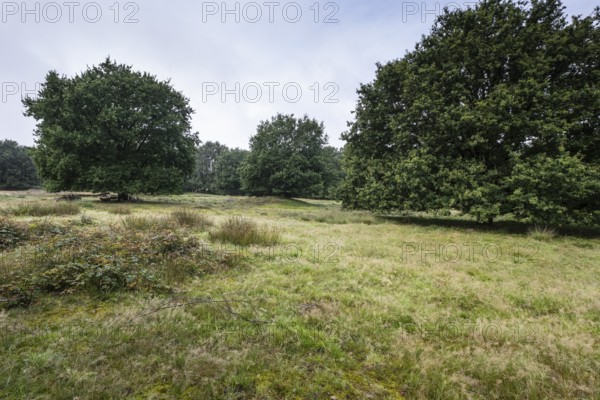 Mansenberge barrow cemetery, woodland with old English oaks (Quercus robur), Emsland, Lower Saxony, Germany