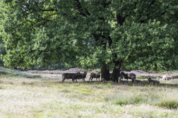 Bentheimer Landschafe (Ovis gmelini) in the burial mound Mansenberge, woodland with old English oaks (Quercus robur), Emsland, Lower Saxony, Germany