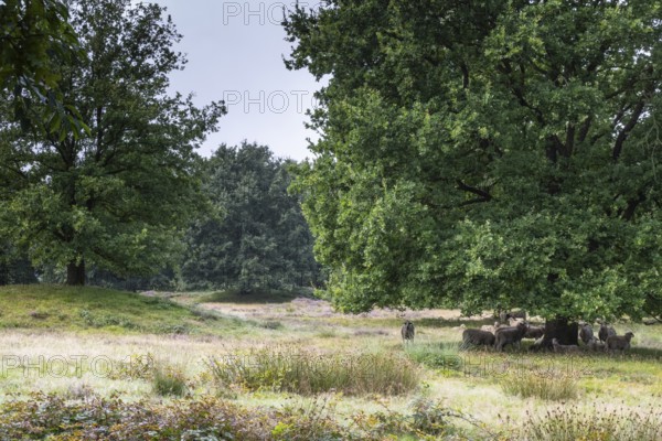Bentheimer Landschafe (Ovis gmelini) in the burial mound Mansenberge, woodland with old English oaks (Quercus robur), Emsland, Lower Saxony, Germany