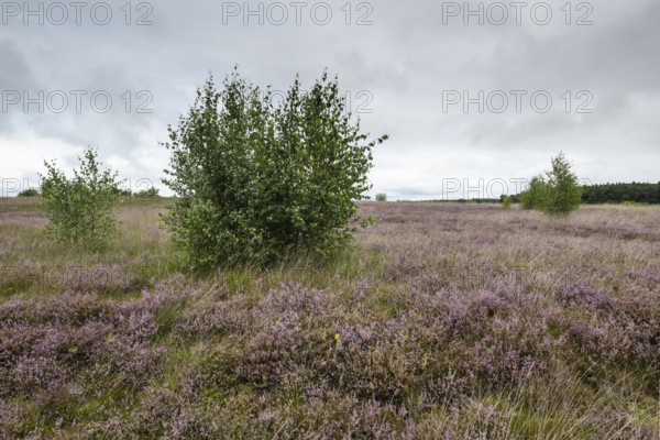 Heathland (Calluna vulgaris), Emsland, Lower Saxony, Germany