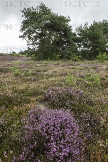 Heathland (Calluna vulgaris), Emsland, Lower Saxony, Germany