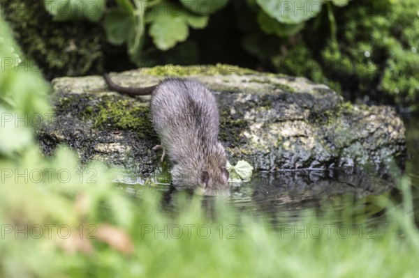 Norway rat (Rattus norvegicus), Emsland, Lower Saxony, Germany