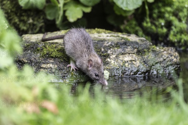 Norway rat (Rattus norvegicus), Emsland, Lower Saxony, Germany