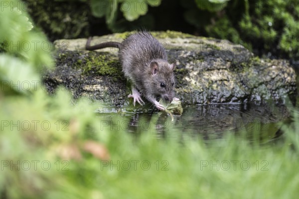 Norway rat (Rattus norvegicus), Emsland, Lower Saxony, Germany