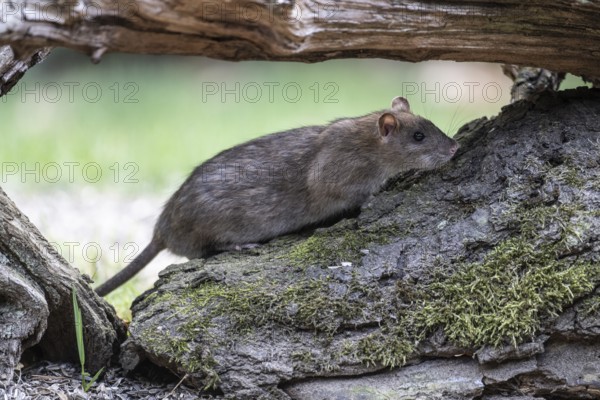 Norway rat (Rattus norvegicus), Emsland, Lower Saxony, Germany