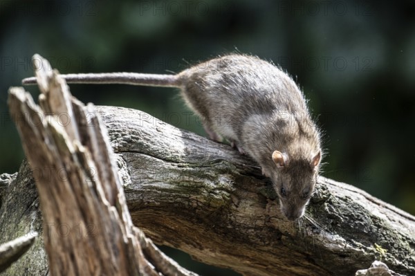 Norway rat (Rattus norvegicus), Emsland, Lower Saxony, Germany