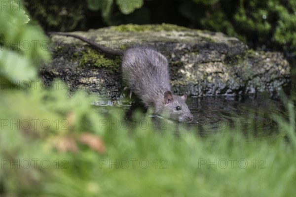 Norway rat (Rattus norvegicus), Emsland, Lower Saxony, Germany