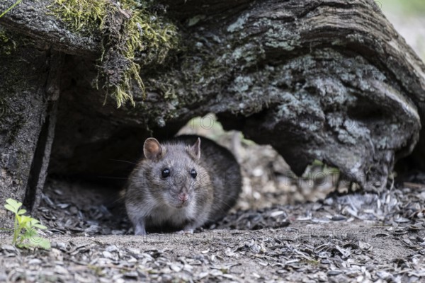 Norway rat (Rattus norvegicus), Emsland, Lower Saxony, Germany