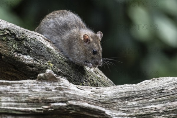 Norway rat (Rattus norvegicus), Emsland, Lower Saxony, Germany