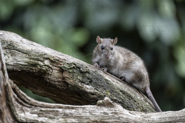 Norway rat (Rattus norvegicus), Emsland, Lower Saxony, Germany