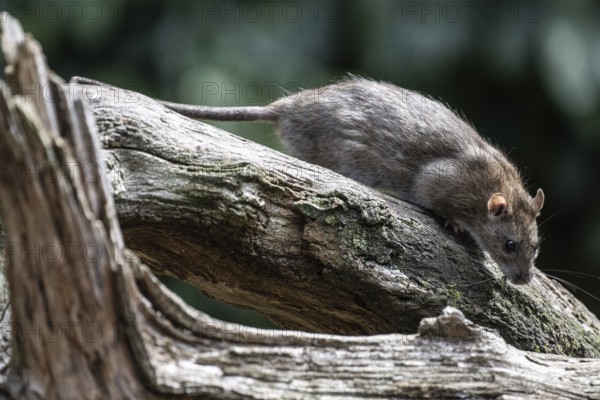Norway rat (Rattus norvegicus), Emsland, Lower Saxony, Germany