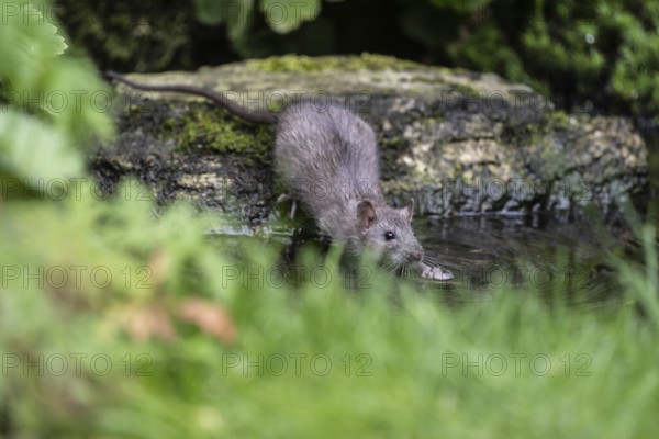 Norway rat (Rattus norvegicus), Emsland, Lower Saxony, Germany