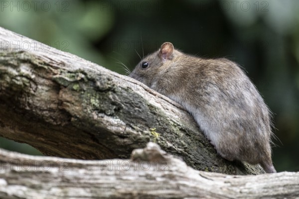 Norway rat (Rattus norvegicus), Emsland, Lower Saxony, Germany