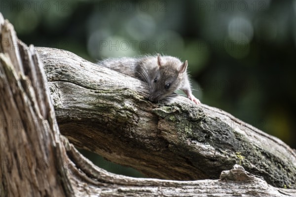 Norway rat (Rattus norvegicus), Emsland, Lower Saxony, Germany