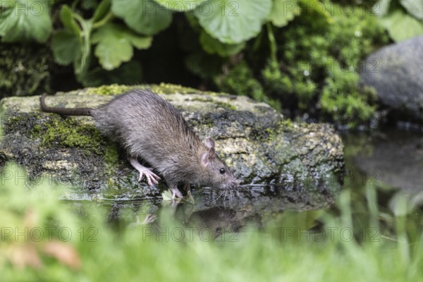 Norway rat (Rattus norvegicus), Emsland, Lower Saxony, Germany