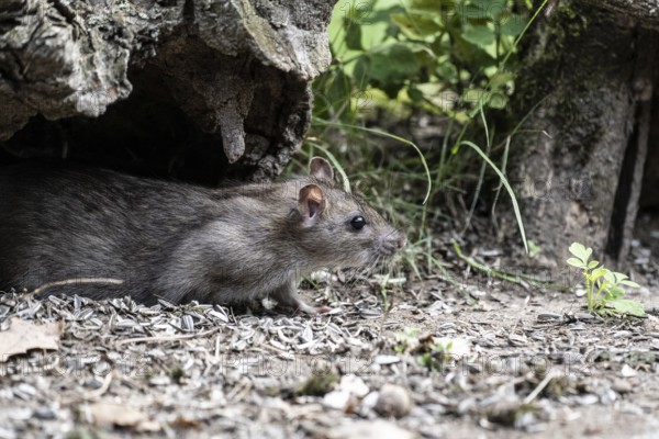 Norway rat (Rattus norvegicus), Emsland, Lower Saxony, Germany