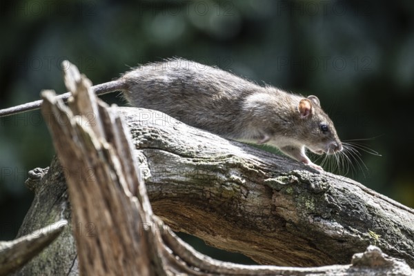 Norway rat (Rattus norvegicus), Emsland, Lower Saxony, Germany