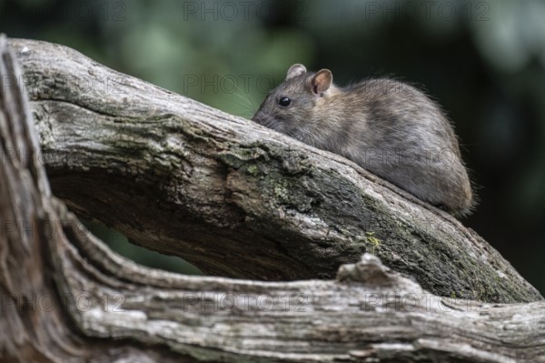 Norway rat (Rattus norvegicus), Emsland, Lower Saxony, Germany