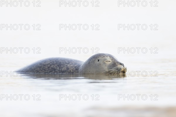 Common seal (Phoca vitulina) adult animal sleeping in the sea, Norfolk, England, United Kingdom