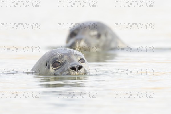 Common seal (Phoca vitulina) two adult animals in the sea, Norfolk, England, United Kingdom