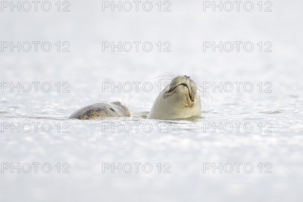 Common seal (Phoca vitulina) adult mother animal and juvenile baby pup in the sea, Norfolk, England, United Kingdom