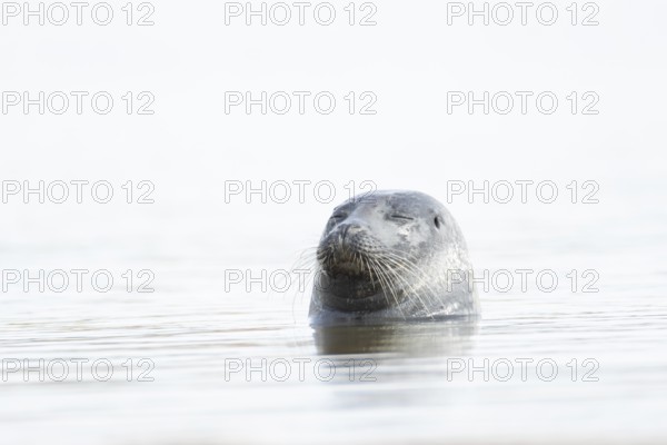 Common seal (Phoca vitulina) adult animal sleeping in the sea, Norfolk, England, United Kingdom